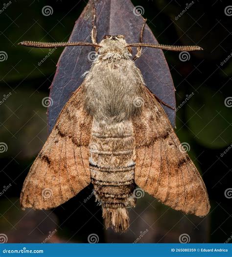 Big Brown Moth Stock Image Image Of Biology Pest Details 265080359