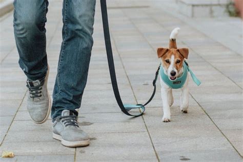 How To Teach A Puppy To Walk On A Leash