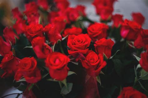 Make your searches 10x faster and better. Big bouquet of red roses - freestocks.org - Free stock photo