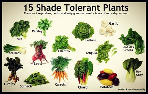 Shade Tolerant Vegetables Portland Monthly