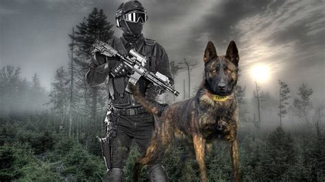 Belgian Malinois Ready For Action Youtube