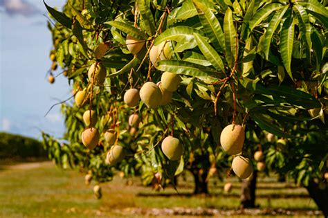 Crop Of Sunkissed Mango Fruit Ripening On Tree Stock Photo Download
