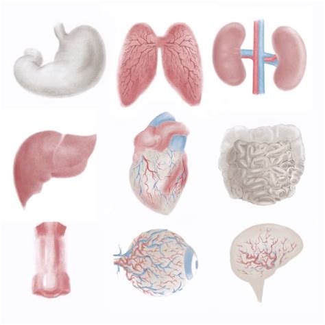60 Drawing Of The Human With Both Male And Female Organs Illustrations