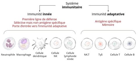 Immunité Innée Et Cellules Nk Innate Pharma