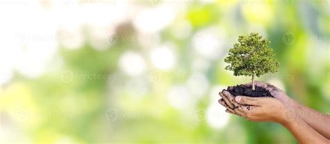 Trees Are Planted On The Ground In Human Hands With Natural Green