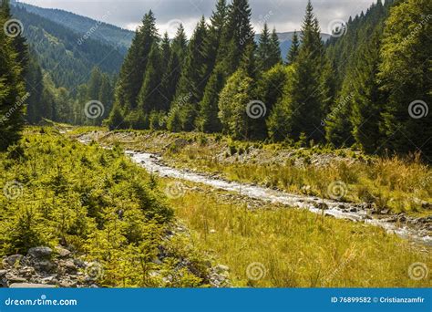 River That Flows Through A Pine Forest Stock Photo Image Of Europe