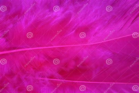 Pink Feathers Stock Photo Image Of Crimson Color Sensual 245384