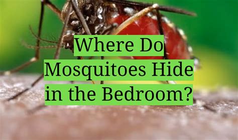 Where Do Mosquitoes Hide In The Bedroom Homeprofy