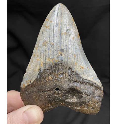 Fossils For Sale Fossils 4 Inch Miocene ‘megalodon Shark