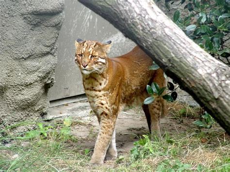 Asian golden cat by:alex conclusion asian golden cat is a secondary consumer and they are naturally carnivore. Asian Golden Cats are so cool looking | Wild cats | Small ...