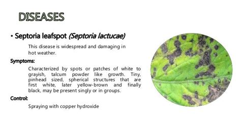 Septoria Leafspot Septoria Lactucae This Disease Is Widespread And