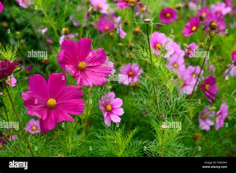 Cosmos Sensation Mix Pink Purple Annual Flowers Flower Flowering Bed
