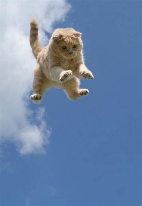 World Jump Day 22 Amazing Cats In Flight Pictures