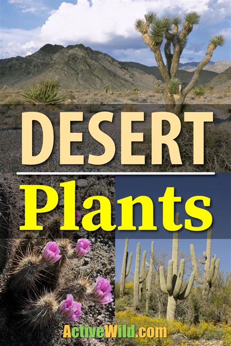 Desert Plants And Their Adaptations Plants Bs