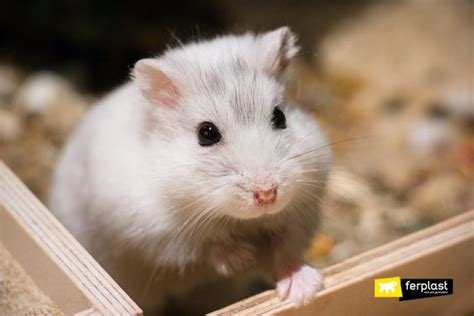 Hamsters Understanding Some Of Their Weird Behaviours