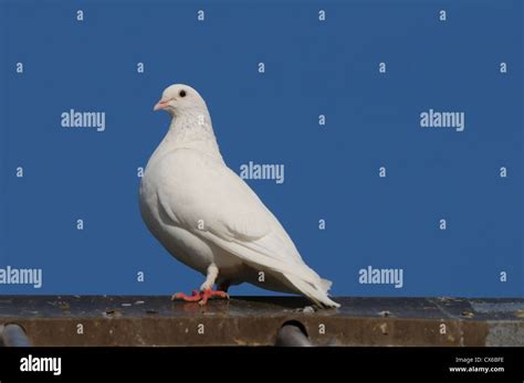 White Pigeon Side View Hi Res Stock Photography And Images Alamy
