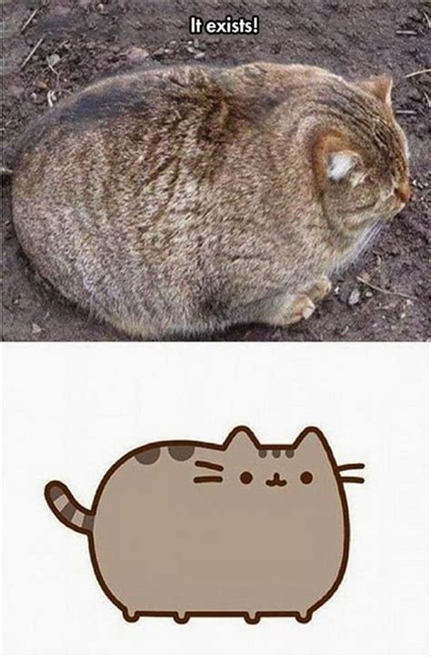 Find The Wonderful Fat Cat Memes Funny Hilarious Pets Pictures
