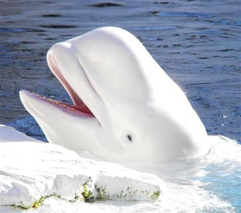 Beluga Whale 🐳 Churchill Manitoba Canada 🇨🇦 Beautiful Creatures