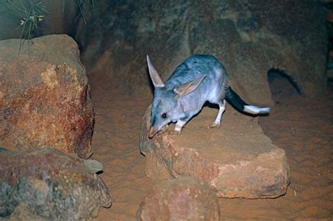 11 Incredible Australian Animals You Havent Heard Of Australian