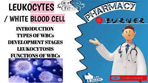 White Blood Cell Hindi And English Formation Type Of Wbc