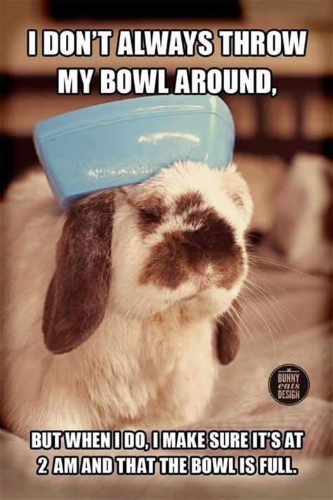 20 Hilarious Rabbit Memes For A Perfect Day Funny Rabbit Funny Bunnies Bunny Pictures