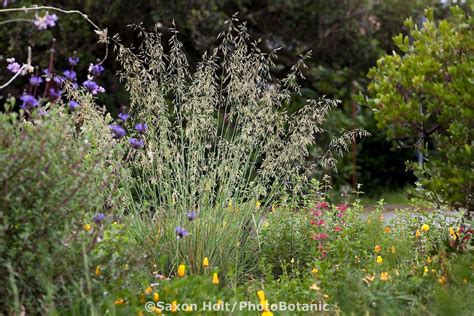 California Fescue Bunch Grass Festuca Californica Flowering In Native