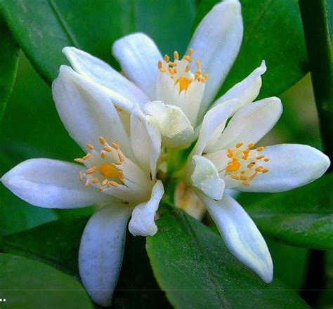 Fragrant flowers of bitter orange are used in the production of orange blossom and neroli extracts. Pin on Flowers blossom in true paradise!