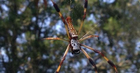 Banana Spider In Louisiana From Iphone 5 Spiders