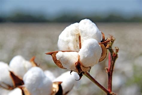 Kansas Cotton Gin Could see its Second Biggest Year - AgWeb