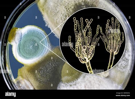 Penicillium Sp Hi Res Stock Photography And Images Alamy