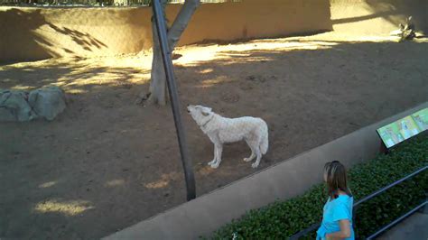 White Wolf Howling San Diego Zoo Youtube