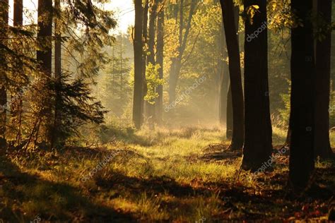Tajemniczy Las mgła wieczorem jesień — Zdjęcie stockowe © Milan.Horejsi ...