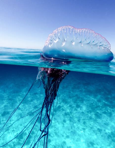 Deadly Portuguese Man O War Facts Their Sting Can Kill You Odd Facts