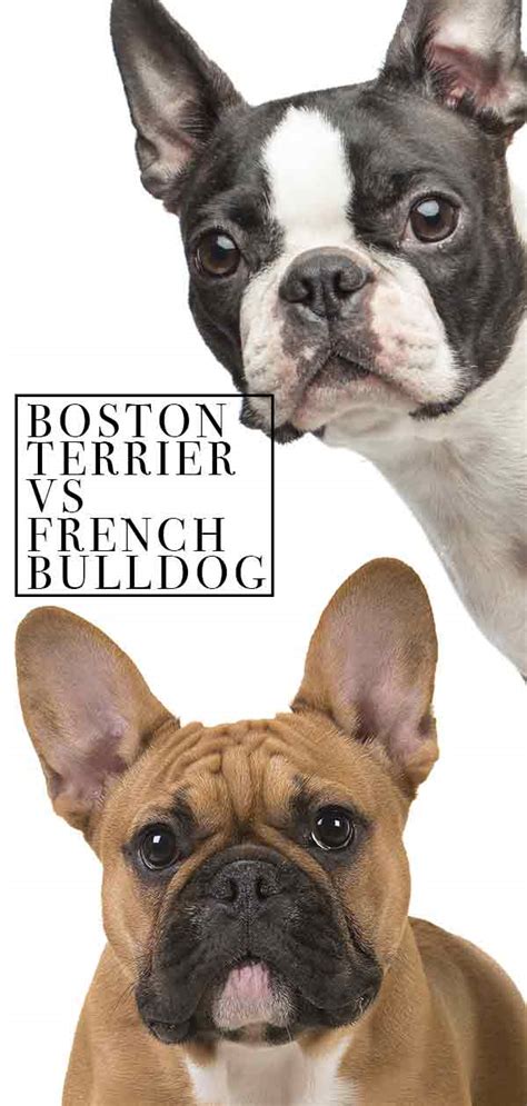 Boston Terrier Vs French Bulldog Can You Spot The Differences