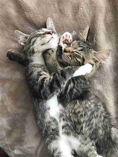 Kitten Brothers Do The Cutest Thing So Theyll Be Adopted Together