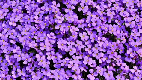Purple Flowers Background 5k Wallpaperhd Flowers Wallpapers4k