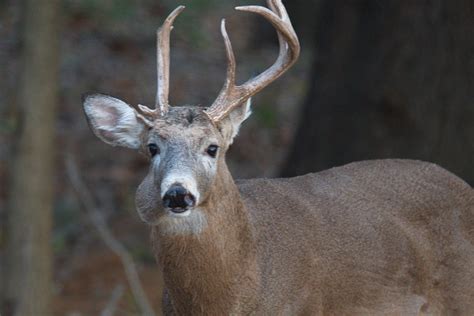 Deer Experts Is This A Tumor On The Side Of His Face General