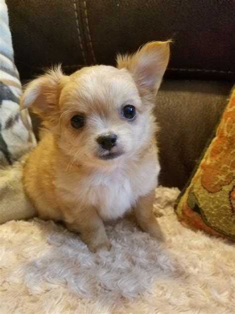 23 Teacup Chihuahua For Sale Pittsburgh Pic Bleumoonproductions