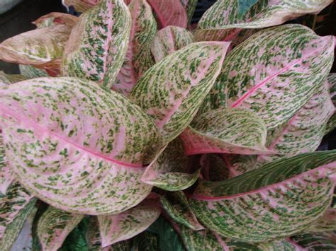 Photo Of The Leaves Of Chinese Evergreen Aglaonema Pink