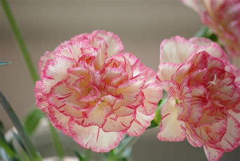 New release rpgmaker 奴隷拷問ショー【ii】 rj325381 247m. 母の日に人気のカーネーション、鉢植えで上手に育てる方法は ...