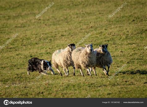 Pictures Sheepdogs Working Working Border Collie