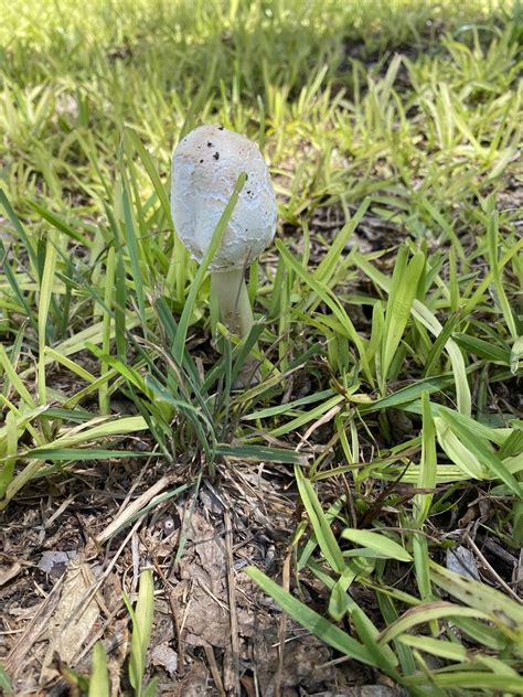 I Was Wondering What Kind Shroom This Is I Found In North America Texas