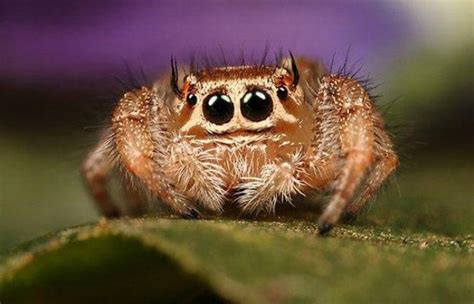 Even Arachnophobes Will Admit These Spiders Are Awfully Cute