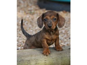 Puppyfinder.com is your source for finding an ideal puppy for sale near houston, texas, usa area. Dachshund Puppies in Texas