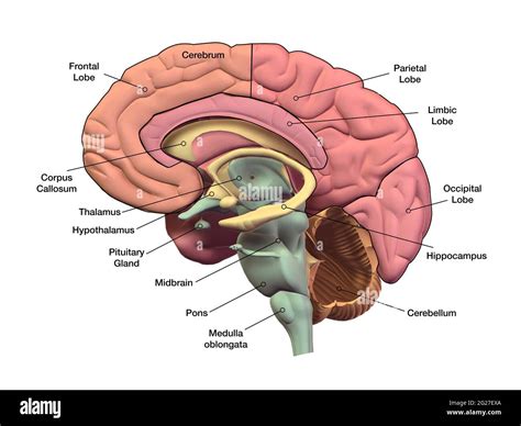 Brain Diagram Corpus Callosum