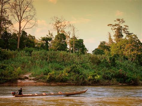 Hutan Tertua Di Dunia Salah Satunya Dari Indonesia Lho