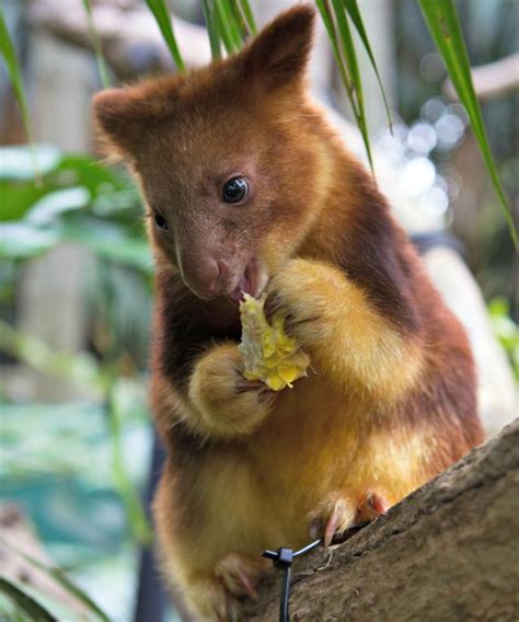 Meet Mian The Endangered Tree Kangaroo Joey Zooborns Cute Animals