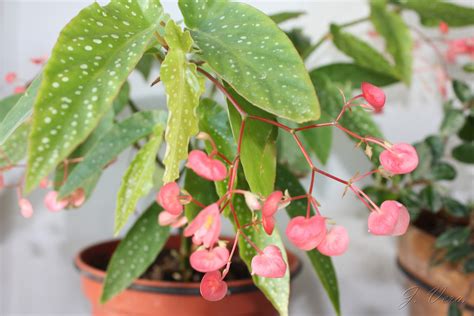 You can earn more about how to grow and care for begonias, and discover some of the most popular types of begonia plants for sale at logee's below: Un jardín en Málaga: Begonia albopicta rosea? Begonia ...