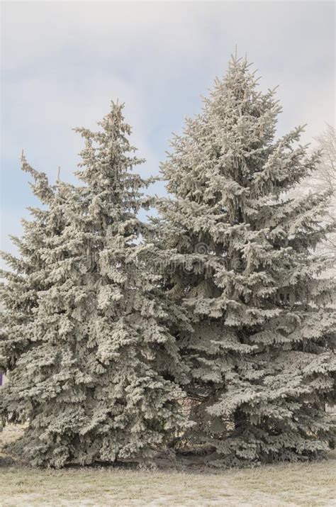 Snow Covered Christmas Tree Stands Out Brightly In Stock Image Image