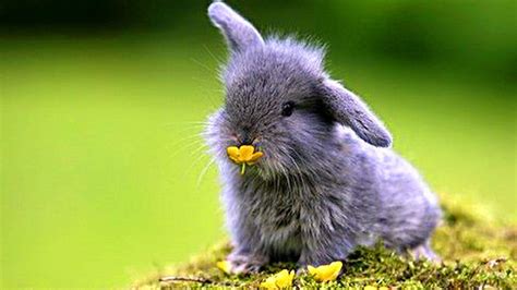 Cute Ash Rabbit Is Having Yellow Flower In Mouth Sitting On Grass In A ...